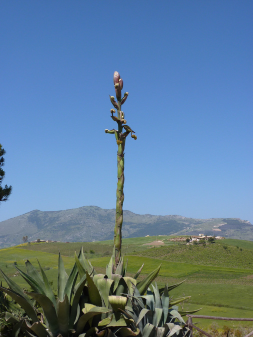 sicily%20806
