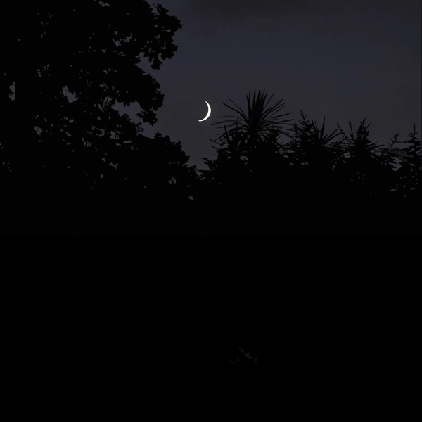 #1441B Blanco & Nigro (The Art of Diversity) 2019